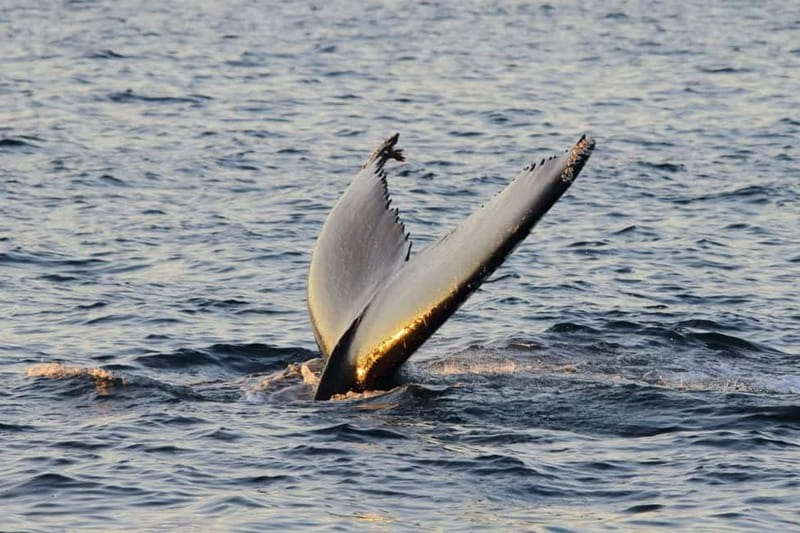 From Tromsø: All-Inclusive Whale & Orca Safari - Lunch, hot drinks, and the heated cabin
