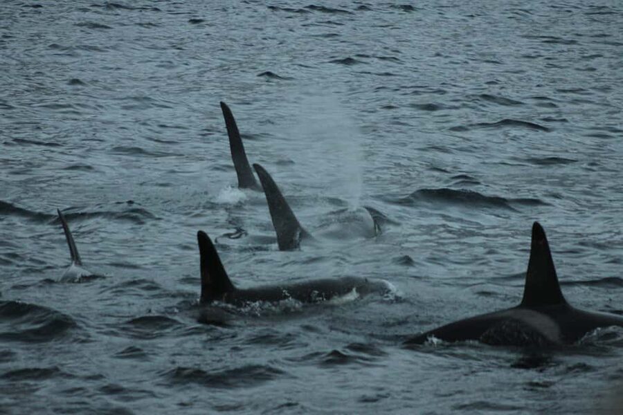 From Tromsø: All-Inclusive Whale & Orca Safari - Meeting the boat at Tromsø harbor