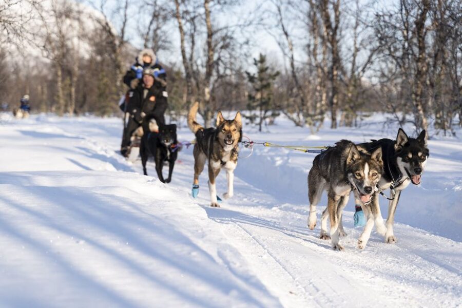From Tromsø: Fun and Easy Dog Sledding Adventure - Quick points to know before booking