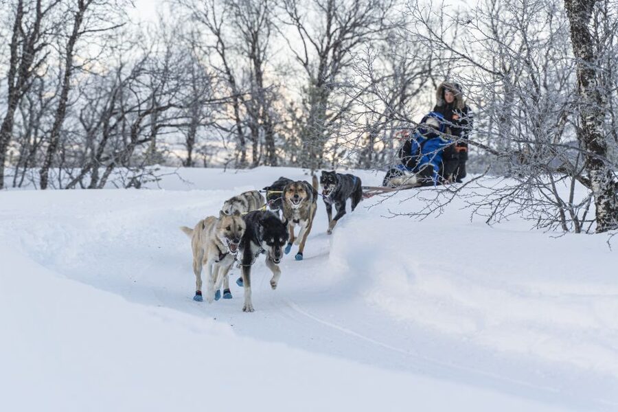 From Tromsø: Fun and Easy Dog Sledding Adventure - Warming up in the Sami lavvu