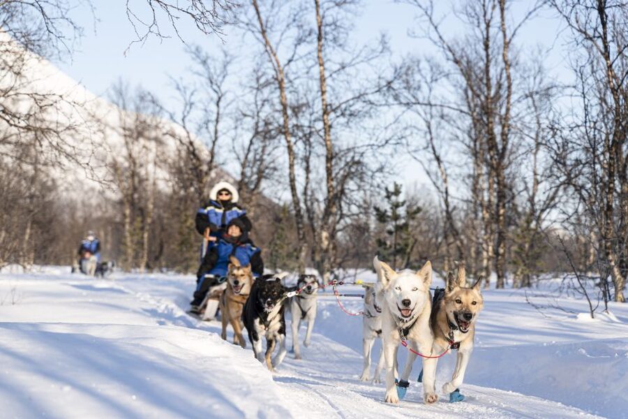 From Tromsø: Fun and Easy Dog Sledding Adventure - Practical advice for a smoother day