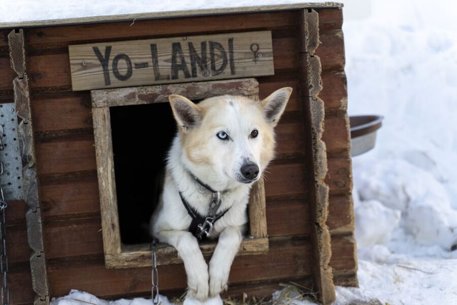 From Tromsø: Fun and Easy Dog Sledding Adventure - Learning to mush your own team