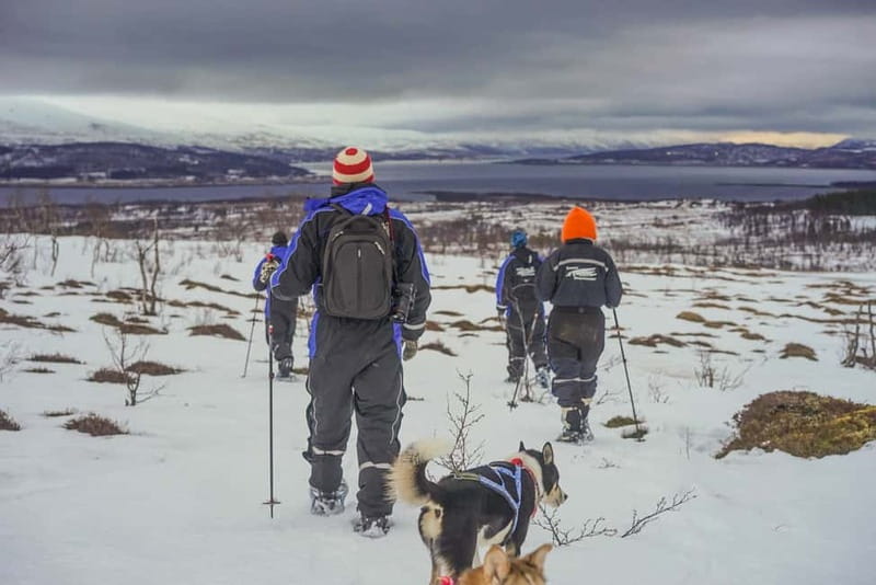 From Tromsø: Guided Husky Snowshoe Hike and Husky Camp Visit - Key points at a glance