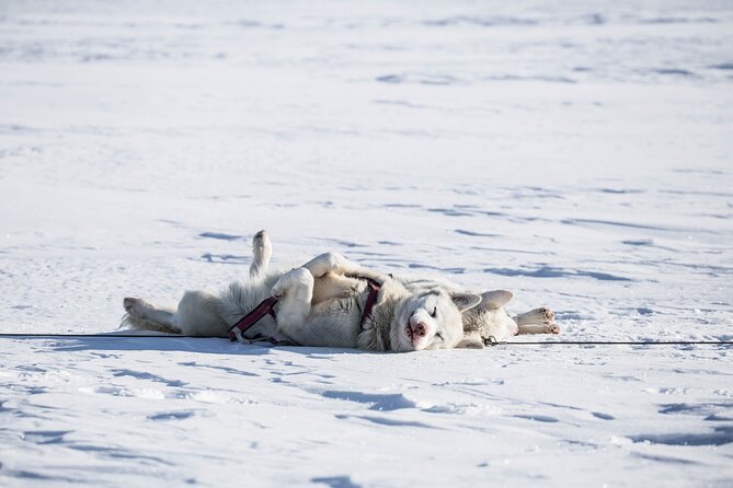 Fun & Easy Dog Sledding Adventure from Tromsø - Early Bird Tour - Key things to know before you book
