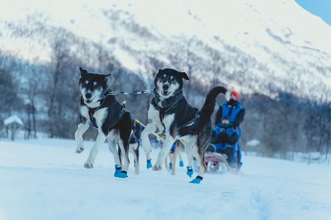 Fun & Easy Dog Sledding Adventure from Tromsø - Early Bird Tour - Leaving Tromsø at 8:10 a.m.