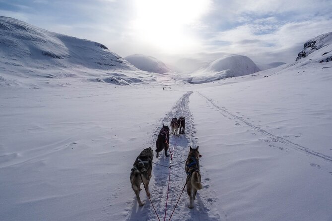 Fun & Easy Dog Sledding Adventure from Tromsø - Early Bird Tour - Learning to drive with two people per sled
