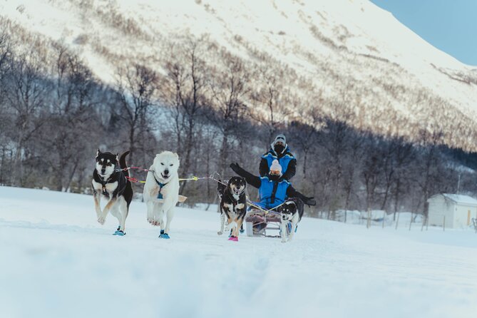 Fun & Easy Dog Sledding Adventure from Tromsø - Early Bird Tour - Four-sled groups and wide Arctic scenery