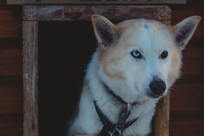Fun & Easy Dog Sledding Adventure from Tromsø - Early Bird Tour - The dogs are the main attraction