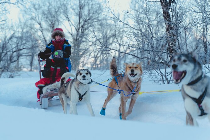 Fun & Easy Dog Sledding Adventure from Tromsø - Early Bird Tour - Is $289.03 a fair price?