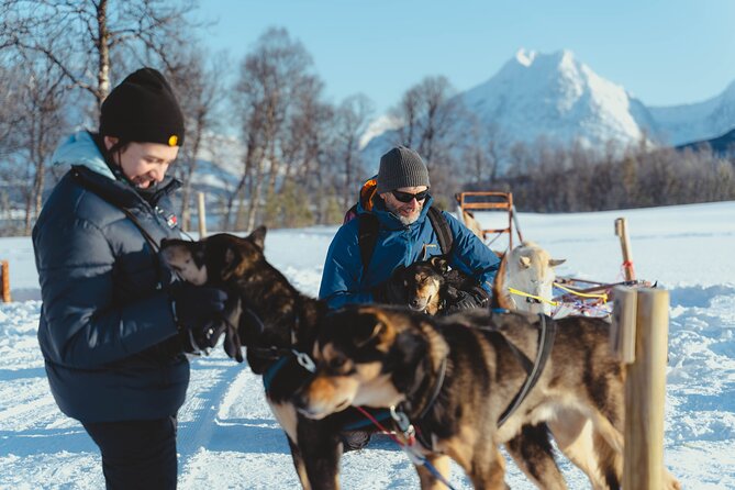 Fun & Easy Dog Sledding Adventure from Tromsø - Early Bird Tour - Getting ready at the husky farm