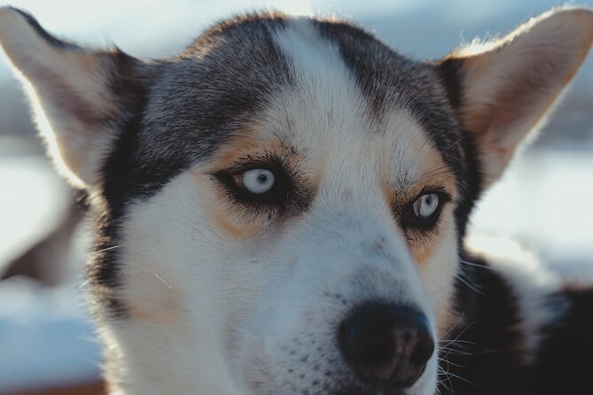 Fun & Easy Dog Sledding Adventure from Tromsø - Noon Tour - Getting dressed for Arctic weather