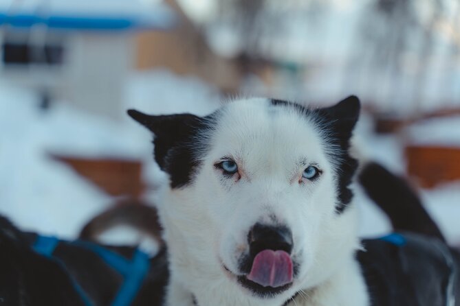 Fun & Easy Dog Sledding Adventure from Tromsø - Noon Tour - What the one-hour ride is like