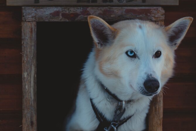 Fun & Easy Dog Sledding Adventure from Tromsø - Noon Tour - Coffee, cake, and a warm finish
