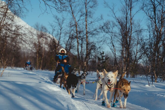 Fun & Easy Dog Sledding Adventure from Tromsø - Noon Tour - Learning to drive a husky sled
