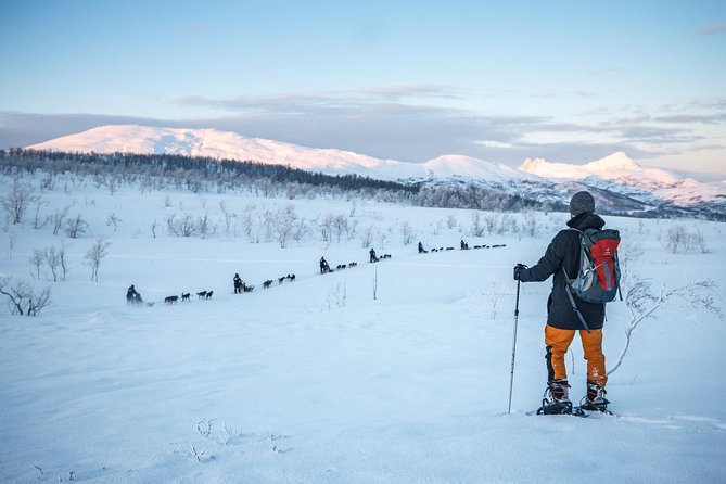 Guided Morning Snowshoe Hike with Huskies - A gentle Arctic start from Tromsø