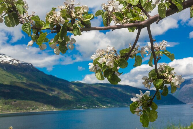 Guided tour to Hardanger Fjord, Waterfalls and Ferry Crossing - Norheimsund provides a short lunch break