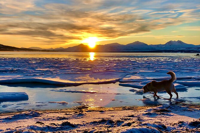 Half-Day Scenic Wildlife & Photographic Fjord Tour. - Starting at Smørtorget at 9:20 in the morning
