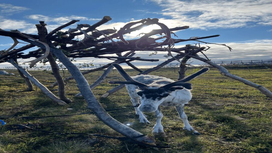 Hammerfest: Guided Tour - Meet Reindeer - Practical advice for a smooth visit