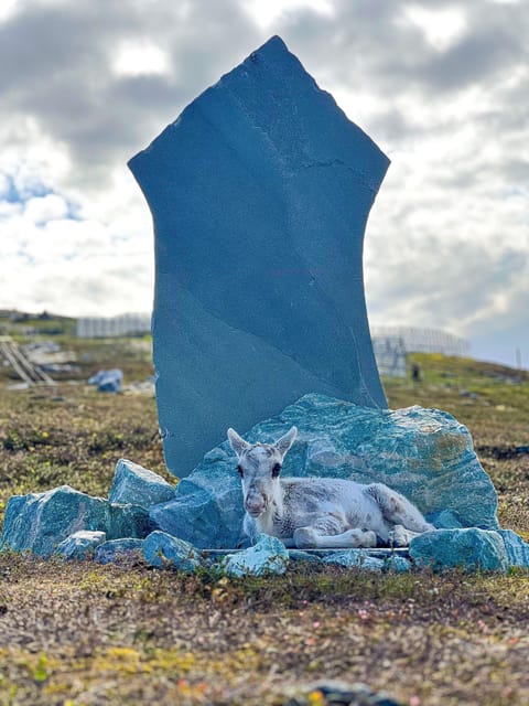 Hammerfest: Guided Tour - Meet Reindeer - The views from Hammerfest’s high point