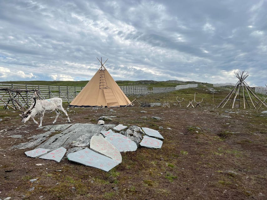 Hammerfest: Guided Tour - Meet Reindeer - Who will enjoy this most?