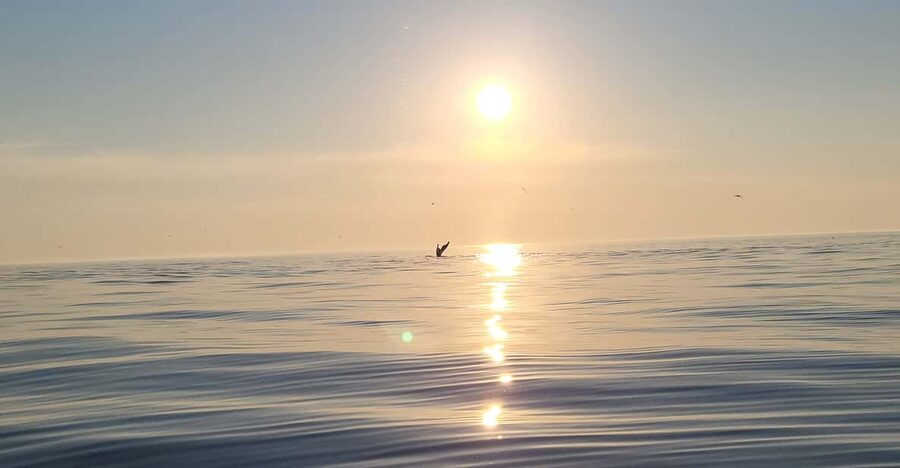 Honningsvåg: North Cape King Crab & Arctic Wildlife Safari - Key points to know before booking