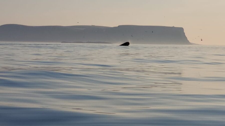 Honningsvåg: North Cape King Crab & Arctic Wildlife Safari - What $261 buys you