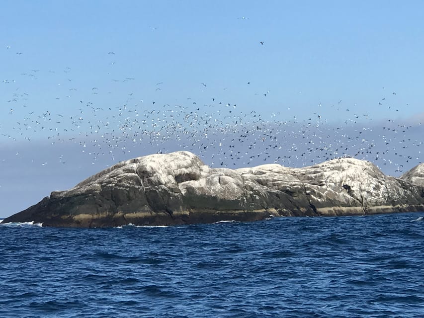 Honningsvåg: North Cape King Crab & Arctic Wildlife Safari - Timing for cruise passengers