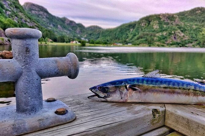 Inshore fishing in the Drangefjord - Key points before you book