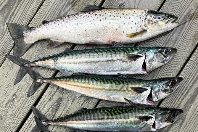 Inshore fishing in the Drangefjord - Learning fishing pots, troll nets, and local methods