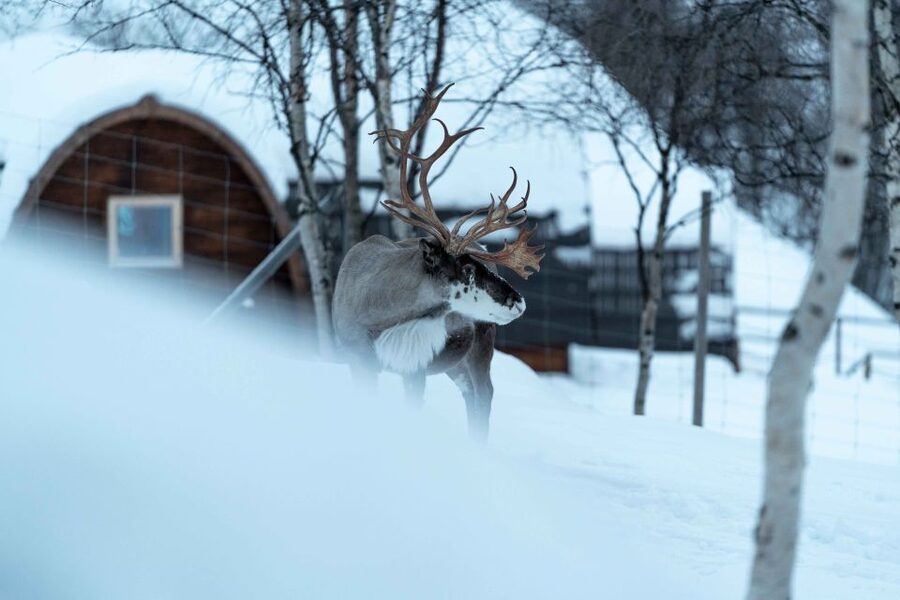 Kirkenes: Snowhotel Entrance Ticket - Fjord Views and Cabins Around the Park