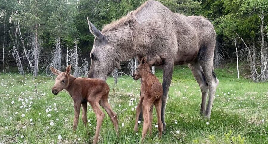 Kristiansand: Guided Bus Tour and Moose Park Experience - Key points to know before booking