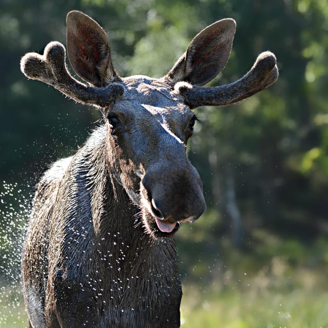 Kristiansand: Guided Bus Tour and Moose Park Experience - Why the moose encounter feels special