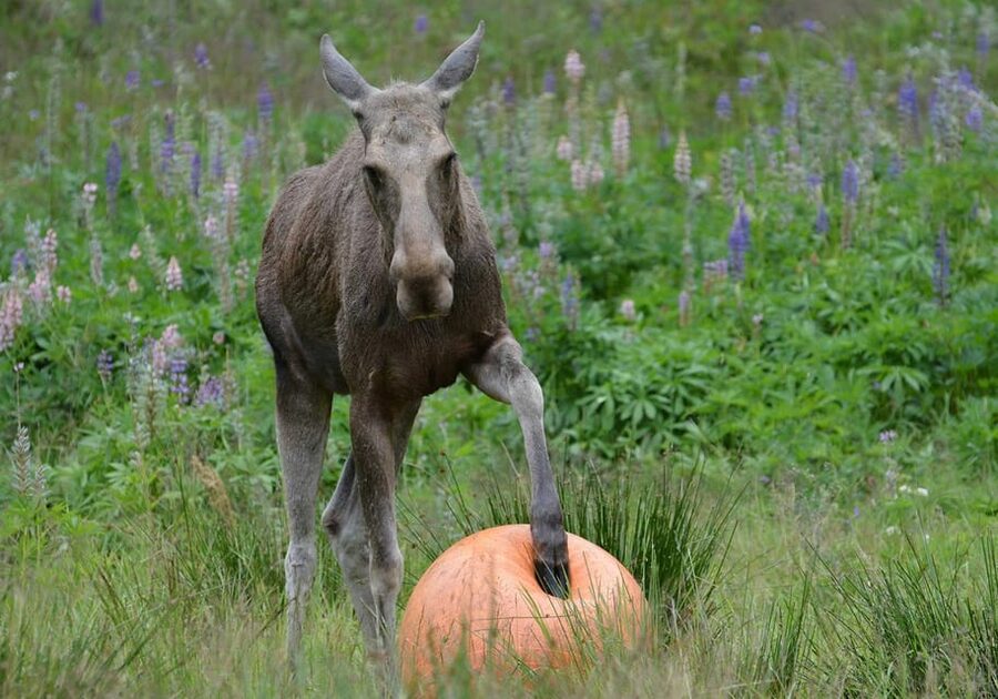 Kristiansand: Guided Bus Tour and Moose Park Experience - The 75-minute return to Kristiansand