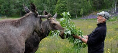 Guided Bus Tour and Moose Park Experience
