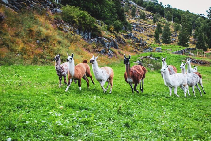 Ljøen, Hellesylt: Ljøen Farm Tour - Why this small farm visit feels different