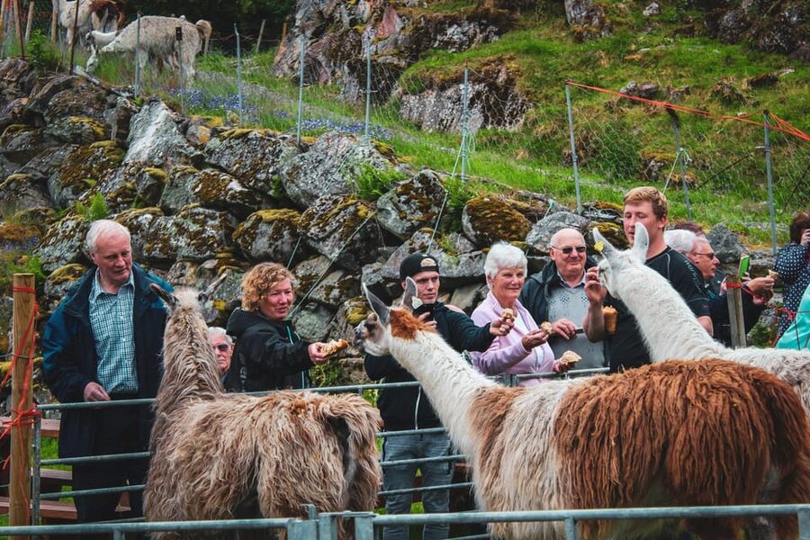 Ljøen, Hellesylt: Ljøen Farm Tour - Meeting the family and hearing the farm story