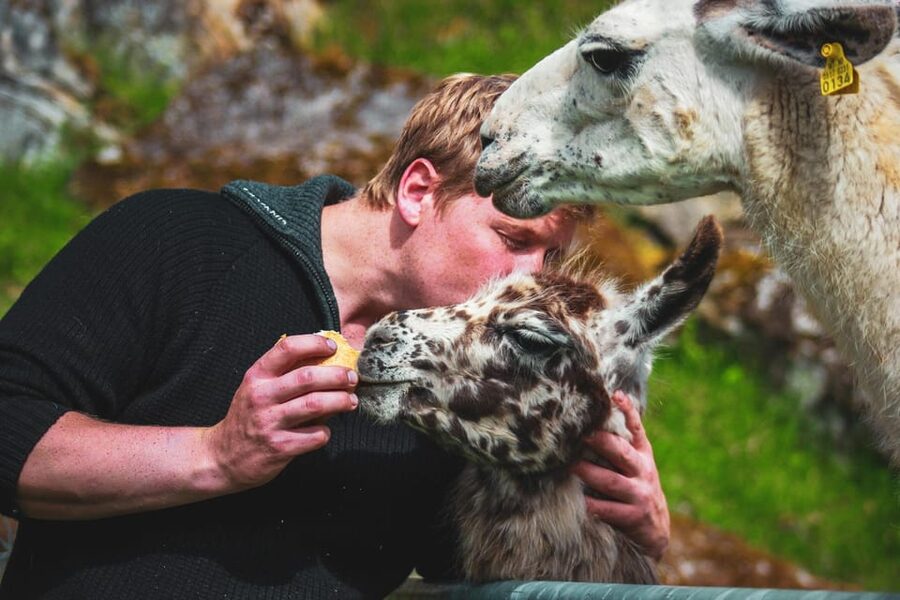 Ljøen, Hellesylt: Ljøen Farm Tour - Fifteen llamas and a handful of pellets