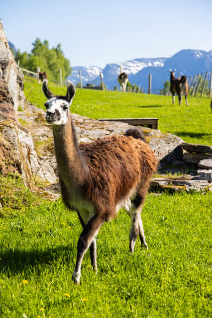 Ljøen, Hellesylt: Ljøen Farm Tour - The seven-minute ride back to Hellesylt