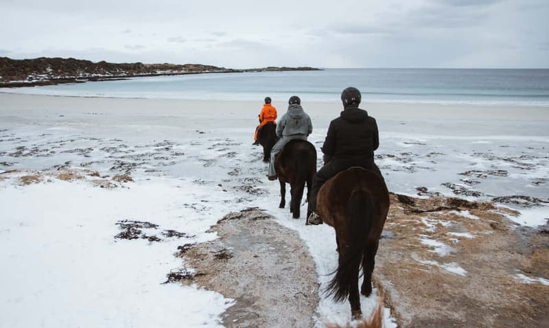 Lofoten: Guided Horse Riding Tour Over Hov and Hovsund - What the Icelandic horses add