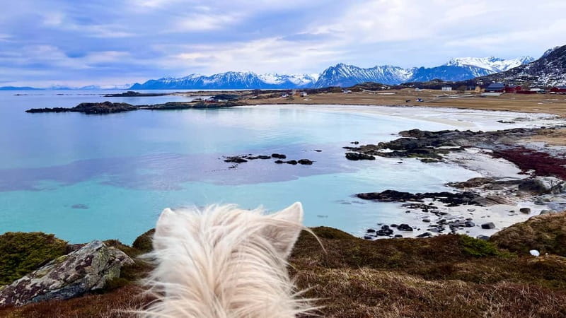 Lofoten: Guided Horse Riding Tour Over Hov and Hovsund - Who will enjoy this Hov Gård ride?