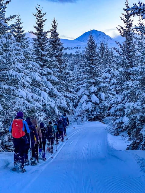 Lofoten: Half Day Snowshoe Tour - Is $103 a Fair Price?