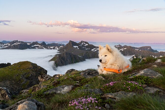Lofoten Islands: Hiking Into the Wilderness - Who should book this mountain walk?