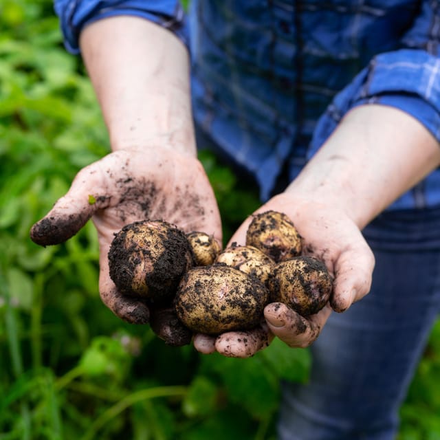 Lofoten (Stamsund and Leknes): Aimees Farm Experience - The Five-Course Dinner and Local Producer Stories