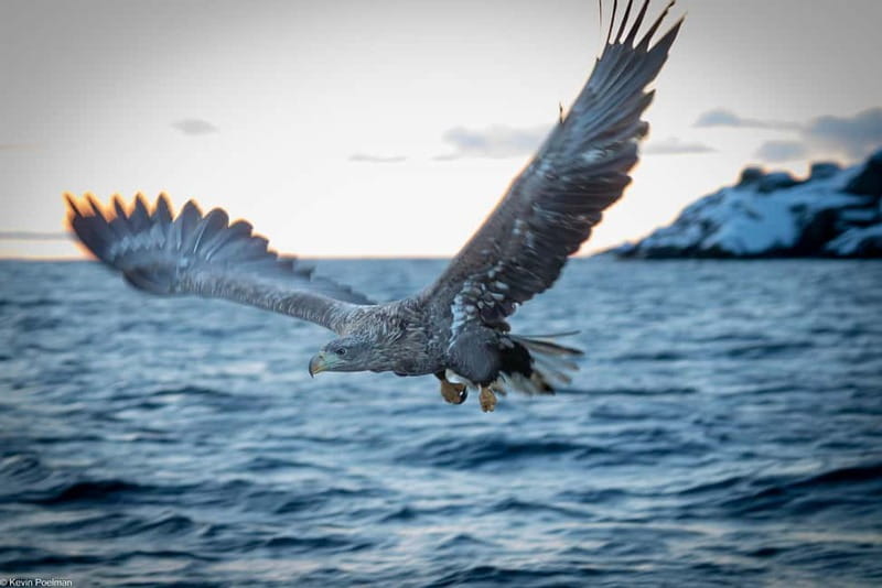 Lofoten: Trollfjord Sea Eagle Safari by RIB Boat - Why this Svolvær boat trip works so well