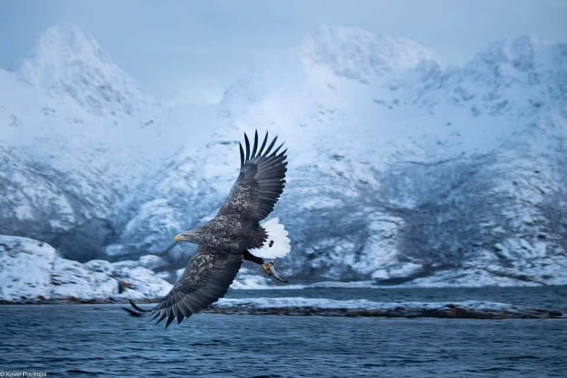 Lofoten: Trollfjord Sea Eagle Safari by RIB Boat - Trollfjord, where the scenery takes over