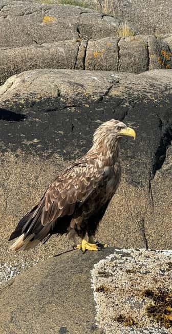 Lofoten: Trollfjord Sea Eagle Safari by RIB Boat - The guide, stories, and sense of safety