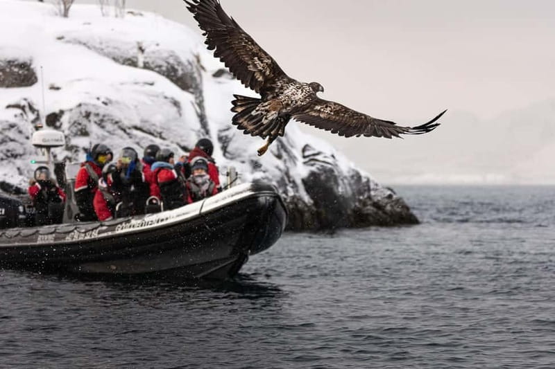 Lofoten: Trollfjord Sea Eagle Safari by RIB Boat - Practical tips for a better ride