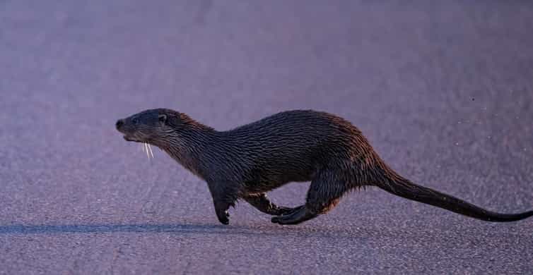 Lofoten: Wildlife Safari - Key points to know before you go
