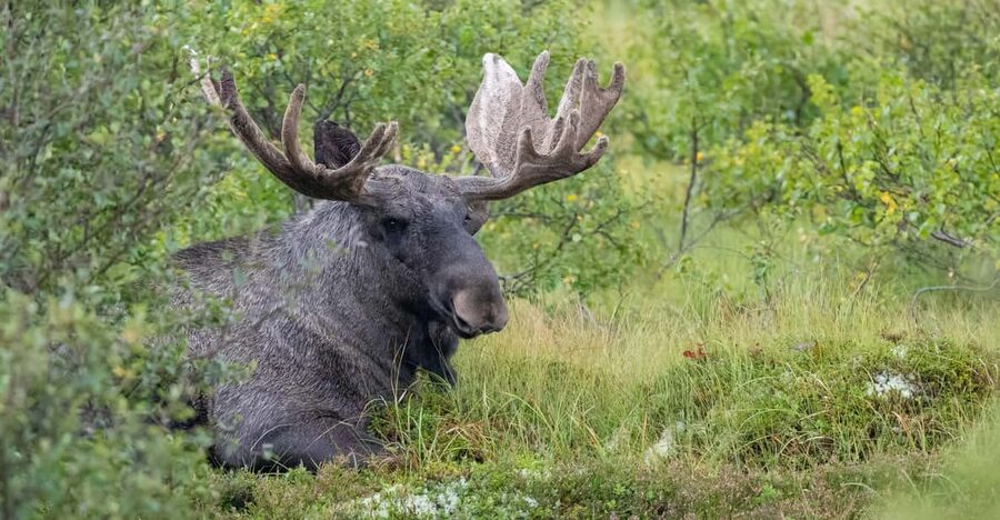 Lofoten: Wildlife Safari - Photographing Lofoten between sightings