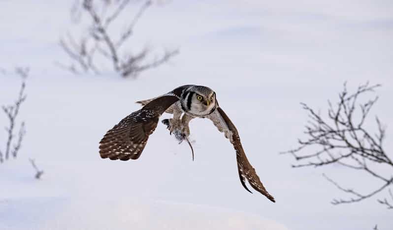 Lofoten: Wildlife Safari - Why the changing start time matters